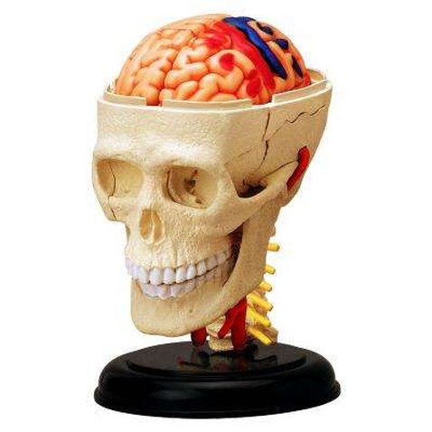 Пазл 4D Master Об'ємна анатомічна модель Черепно-мозкова коробка людини (FM-626005)
